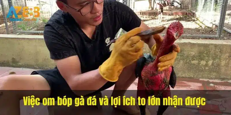Việc om bóp gà đá và lợi ích to lớn nhận được 